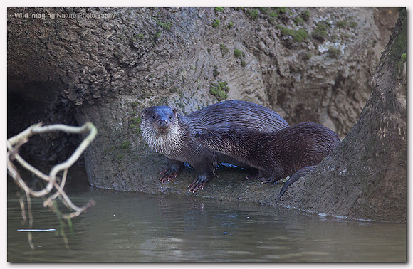 Otter - Lutra lutra