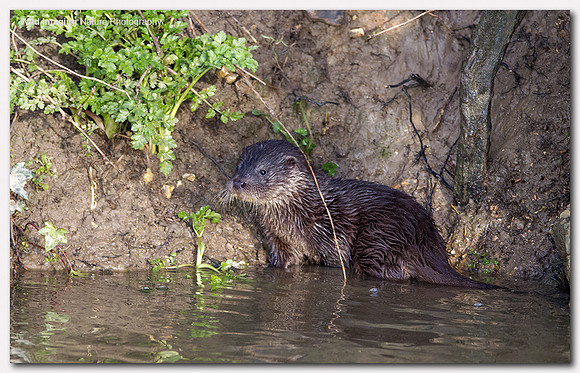 Otter - Lutra lutra