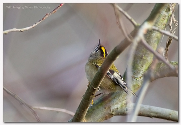 Goldcrest - Regulus regulus