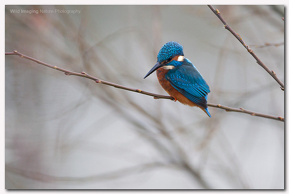 Kingfisher - Alcedo atthis