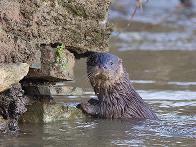 Otter - Lutra lutra