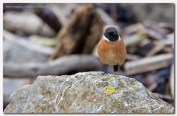 Stonechat - Saxicola torquata