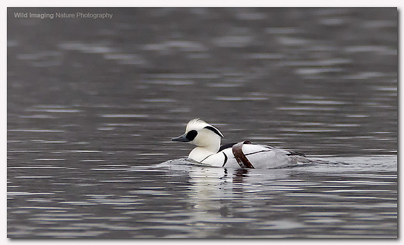 Smew - Mergus albellus