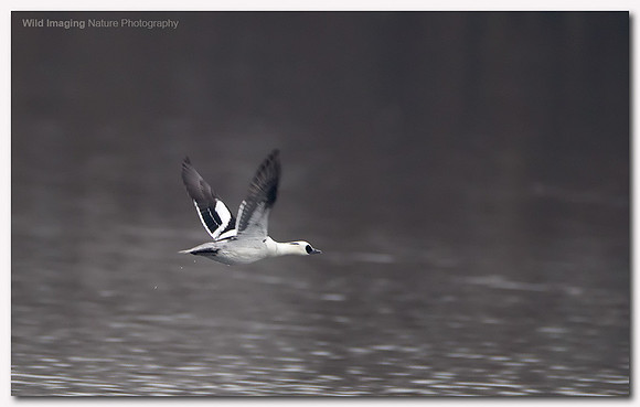 Smew - Mergus albellus