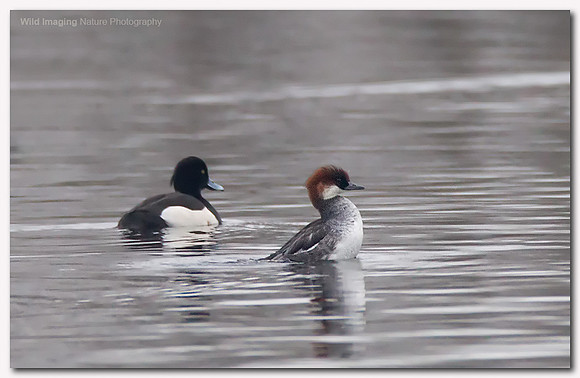 Smew - Mergus albellus