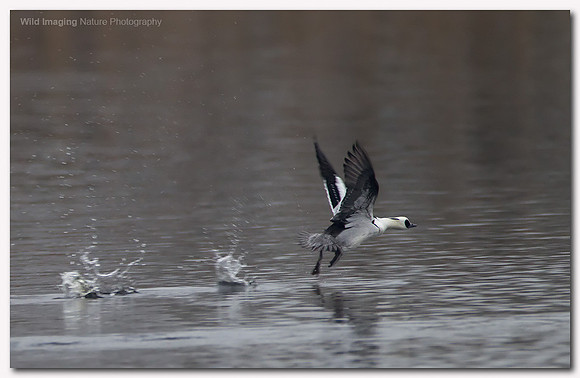 Smew - Mergus albellus
