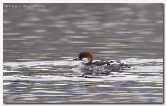 Smew - Mergus albellus