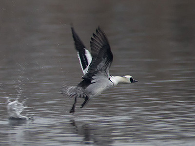 Smew - Mergus albellus