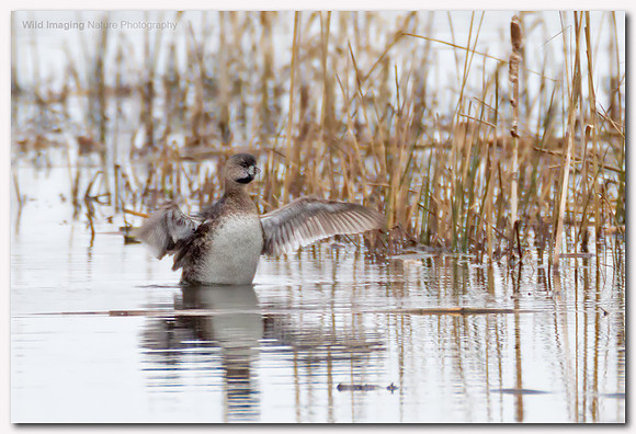 Pied-billed grebe - Podilymbus podiceps