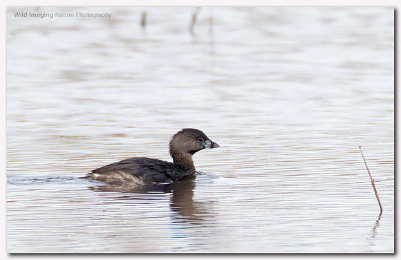 Pied-billed grebe - Podilymbus podiceps