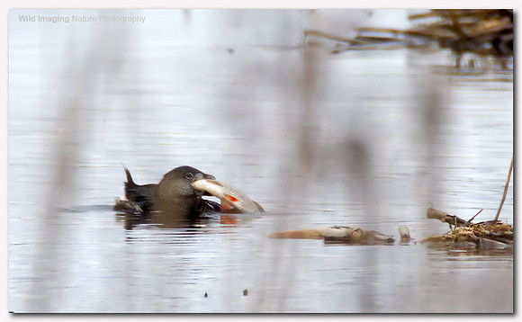 Pied billed grebe - Podilymbus podiceps