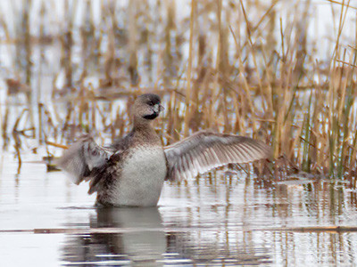 Pied-billed grebe - Podilymbus podiceps