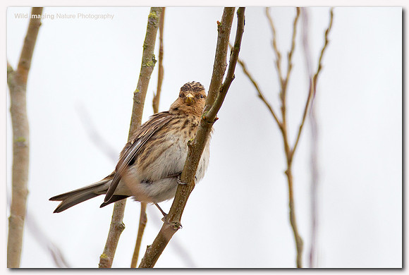 Twite - Carduelis flavirostris