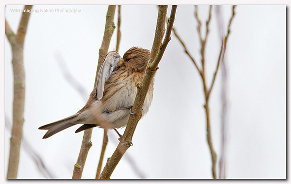 Twite - Carduelis flavirostris