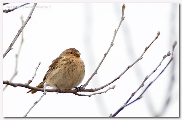 Twite - Carduelis flavirostris