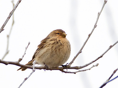 Twite - Carduelis flavirostris