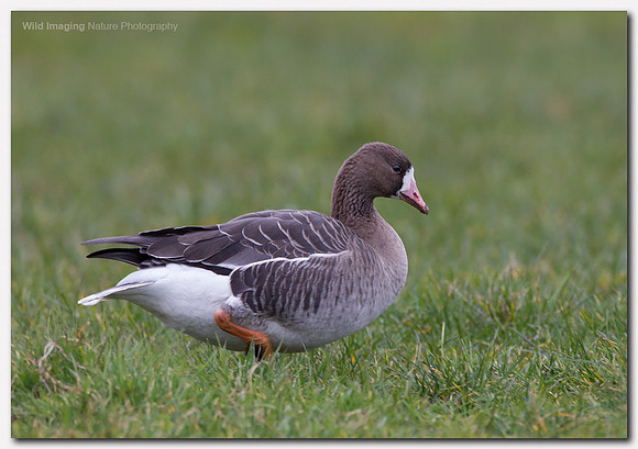 White-fronted goose - Anser albifrons