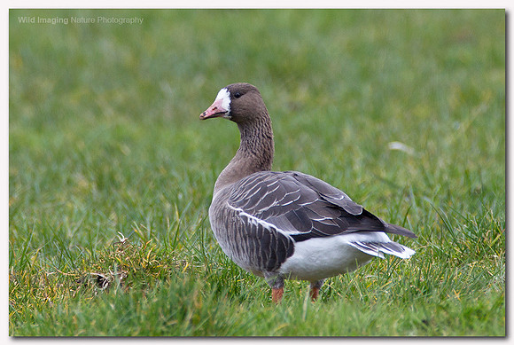 White-fronted goose - Anser albifrons
