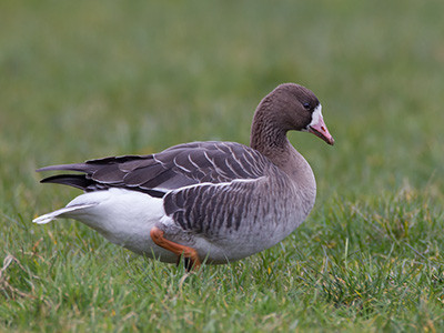 White-fronted goose - Anser albifrons