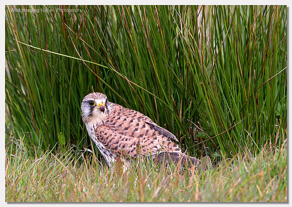 Kestrel - Falco tinnunculus