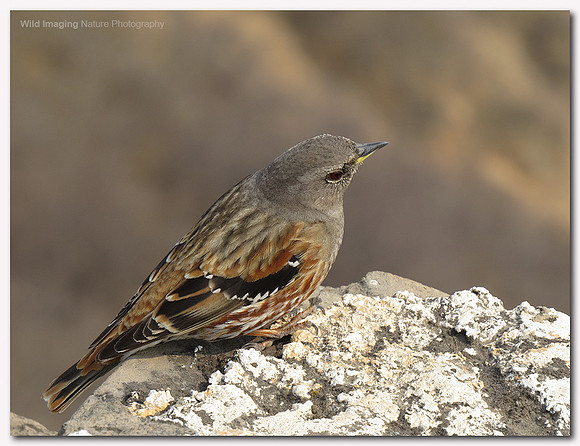 Alpine accentor - Prunella collaris