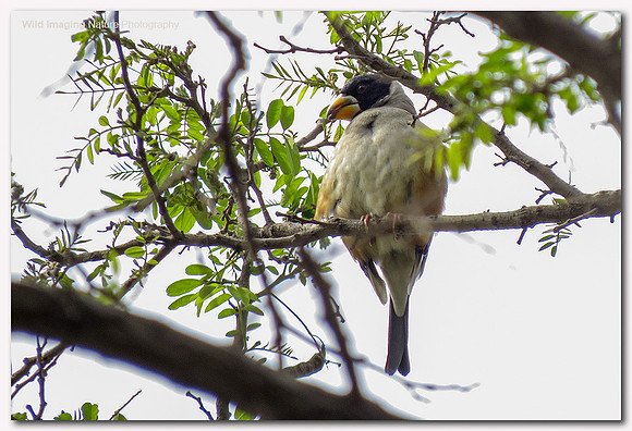 Chinese grosbeak - Eophona migratoria