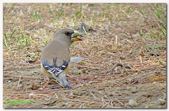 Chinese grosbeak - Eophona migratoria