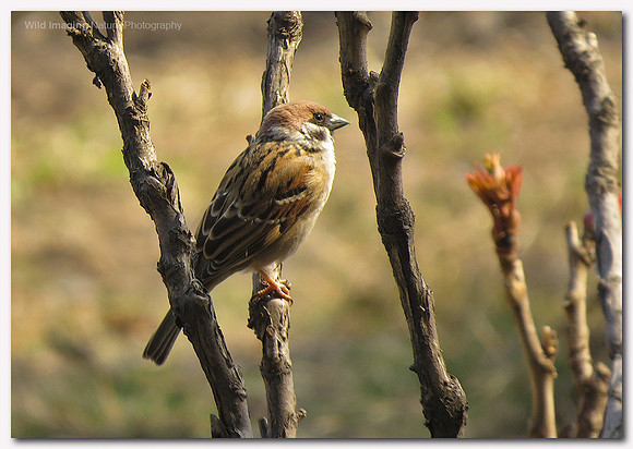 Tree sparrow - Passer montanus