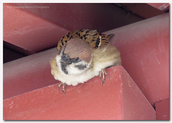 Tree sparrow - Passer montanus