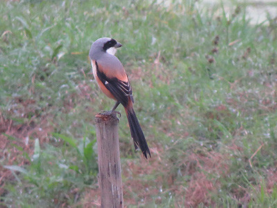 Long-tailed shrike - Lanius schach