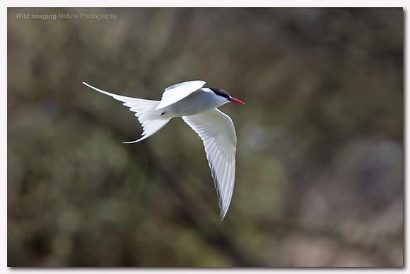 Arctic tern - Sterna paradisaea