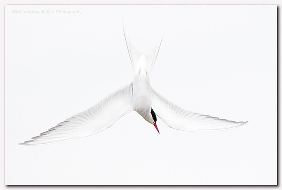 Arctic tern - Sterna paradisaea