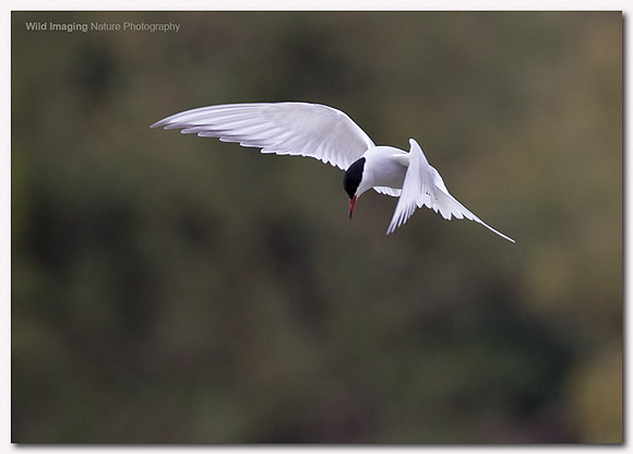 Arctic tern - Sterna paradisaea