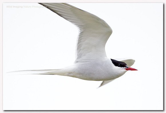 Arctic tern - Sterna paradisaea