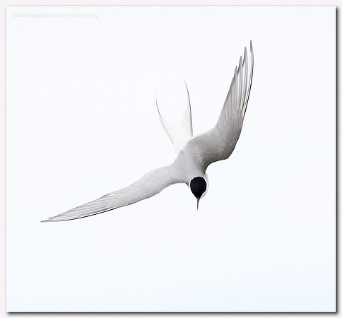 Arctic tern - Sterna paradisaea