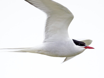 Arctic tern - Sterna paradisaea