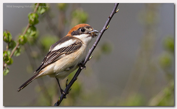 Woodchat Shrike - Lanius senator