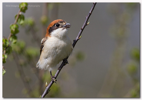 Woodchat Shrike - Lanius senator