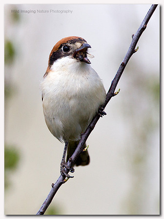 Woodchat Shrike - Lanius senator