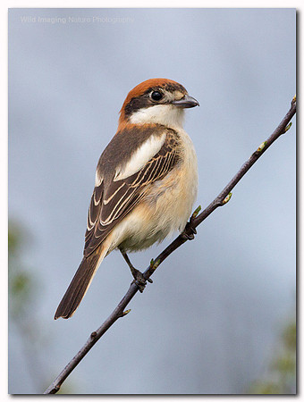 Woodchat Shrike - Lanius senator