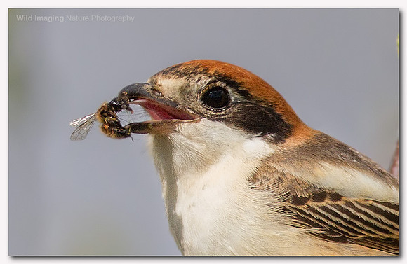 Woodchat Shrike - Lanius senator
