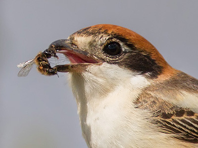 Woodchat Shrike - Lanius senator