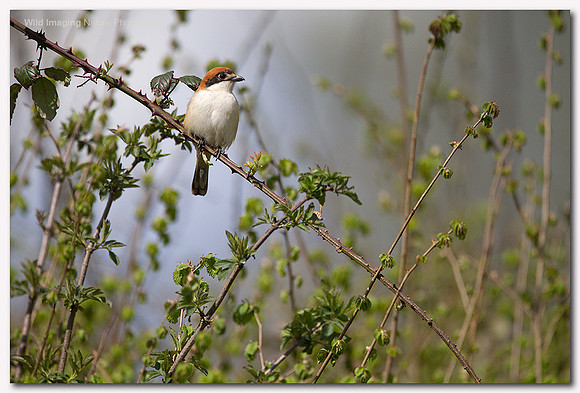 Woodchat Shrike - Lanius senator