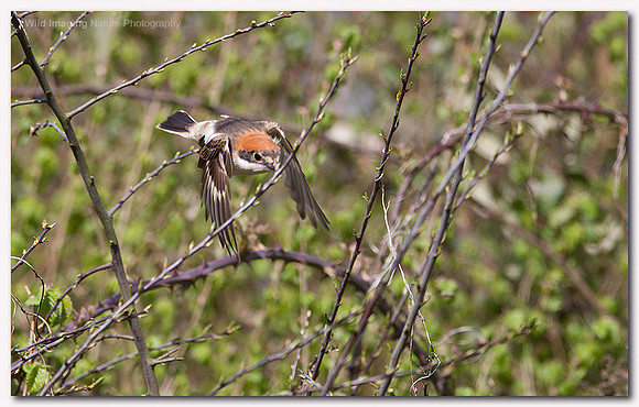 Woodchat Shrike - Lanius senator