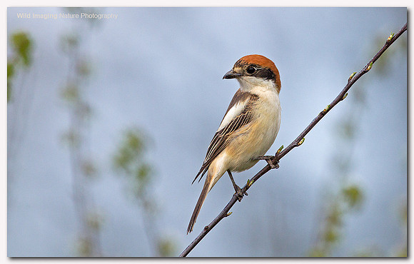 Woodchat Shrike - Lanius senator