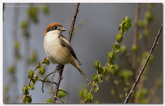 Woodchat Shrike - Lanius senator