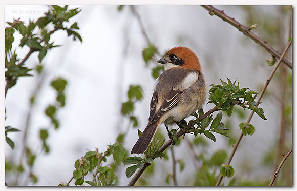 Woodchat Shrike - Lanius senator