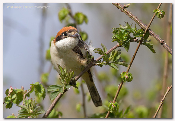 Woodchat Shrike - Lanius senator