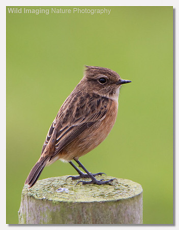 Stonechat - Saxicola torquata