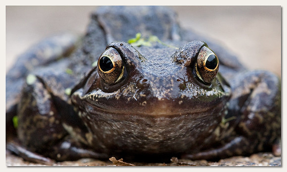 Common frog - Rana temporaira